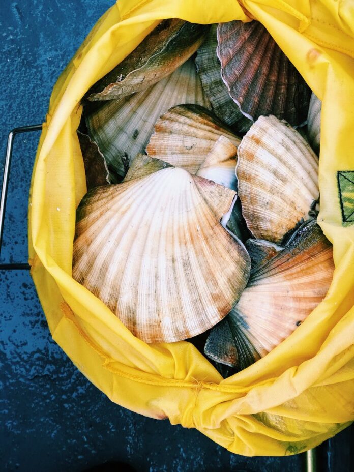 seashells in a bag