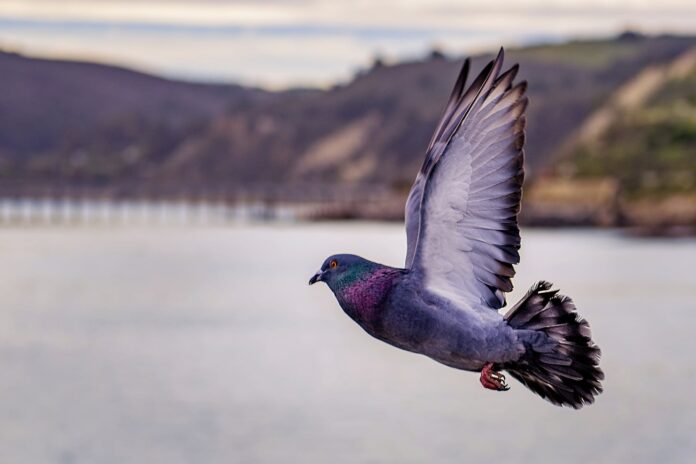 close up photography of flying pigeon