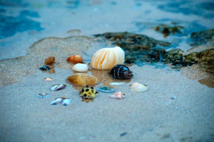 sea shells on body of water