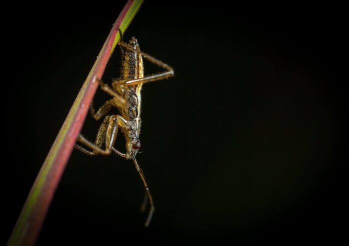 cricket on a leaf