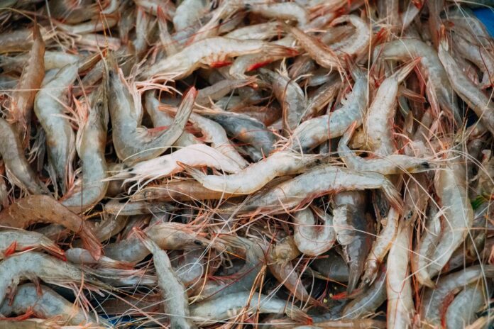 close up photo of pile of freshly caught prawns