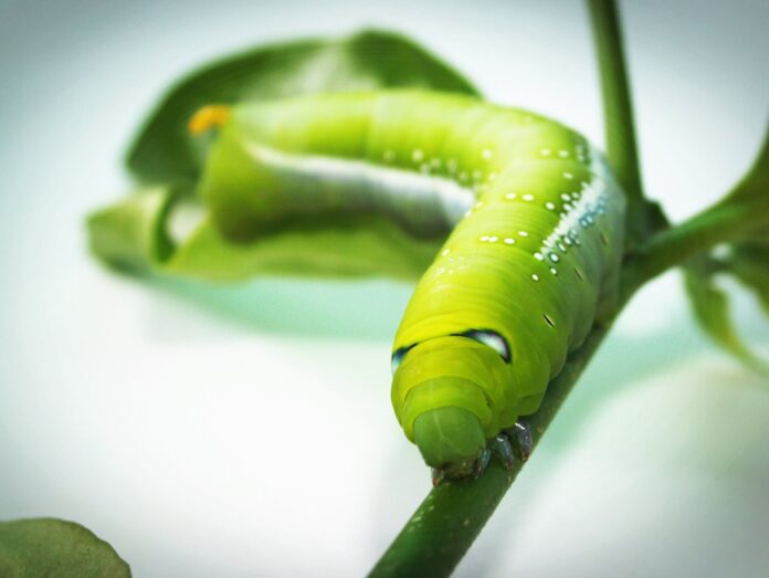 green tobacco hornworm caterpillar on green plant in close up photography