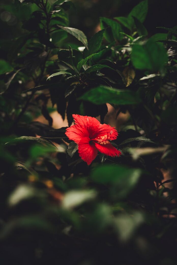 photo of red hibiscus flower