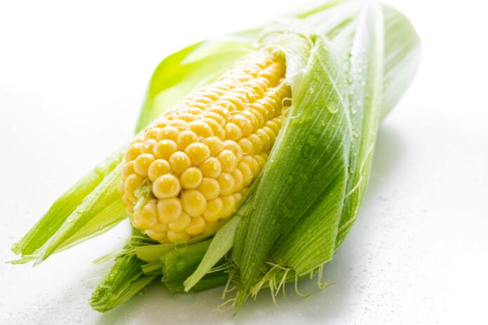 yellow corn