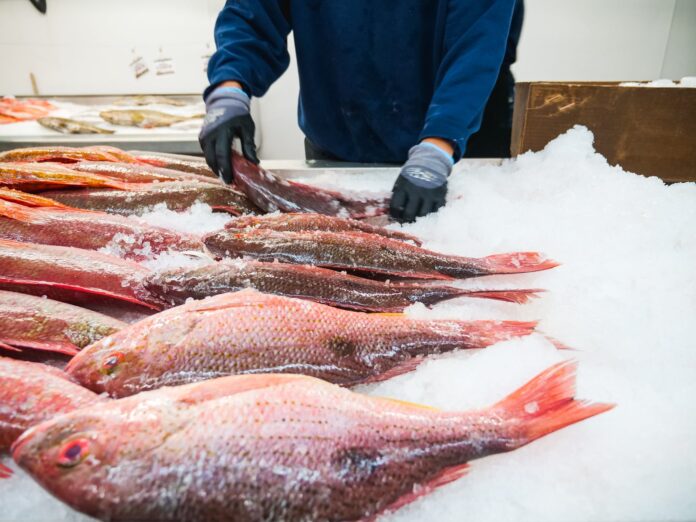 catch of frozen red snappers