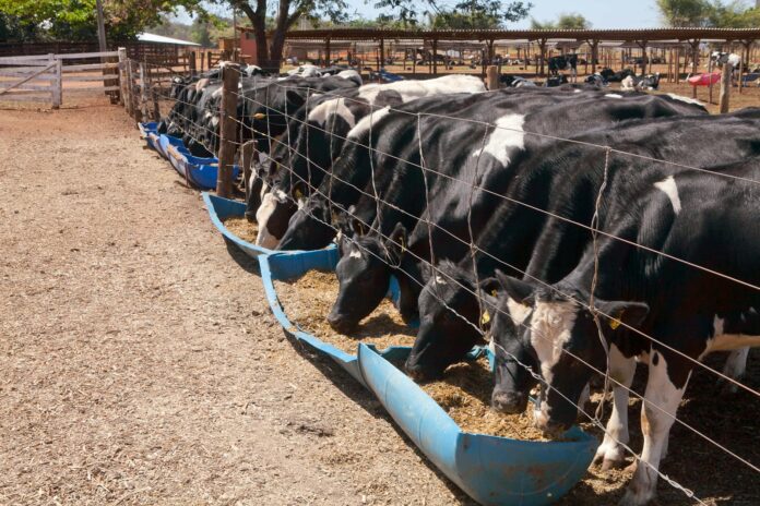 cows behind the fence eating hay