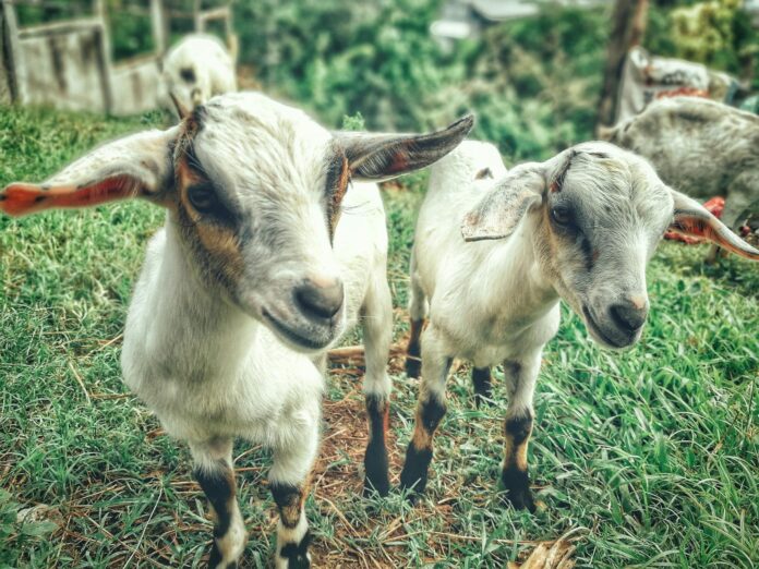 two white goat kids