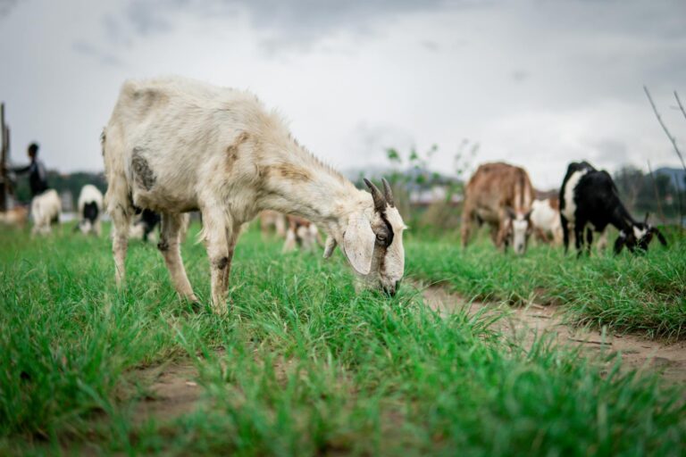 สหภาพยุโรปออกมาตรการฉุกเฉินในกรณีการระบาดของโรคฝีดาษในแกะและแพะ (sheep pox and goat pox) ในประเทศกรีซ