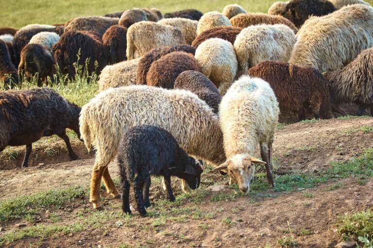 สหภาพยุโรปออกมาตรการฉุกเฉินในกรณีการระบาดของโรคฝีดาษในแกะและแพะ (sheep pox and goat pox) ในประเทศบัลแกเรีย
