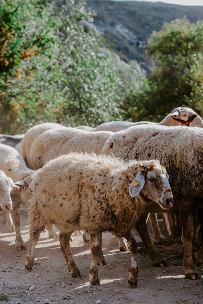 sheep on a road