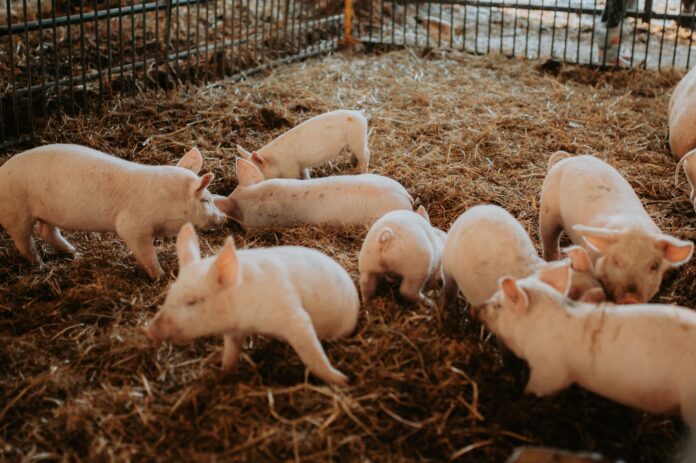 piglets on hay