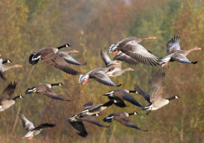 flock of flying geese