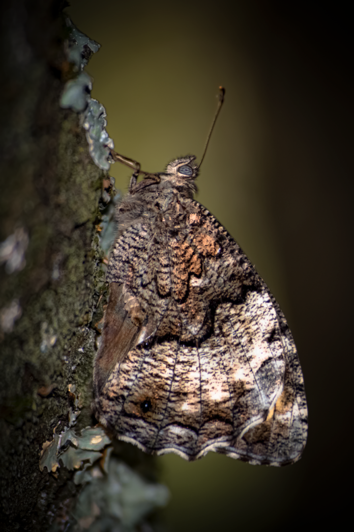 close up of a camouflaged butterfly on tree bark