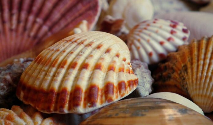 close up of colorful sea shells on beach