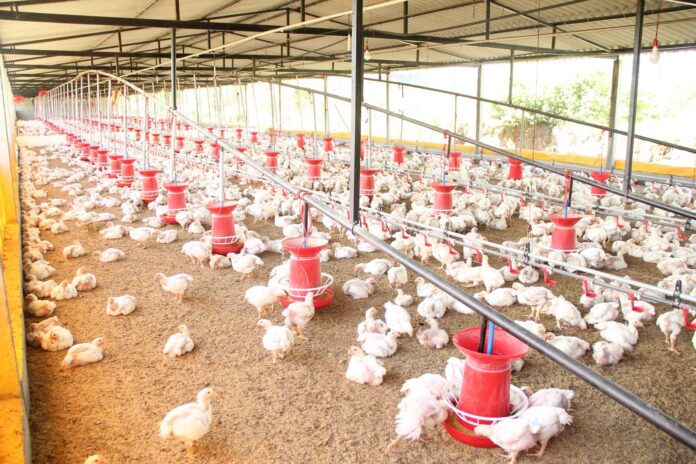 chickens in a coop