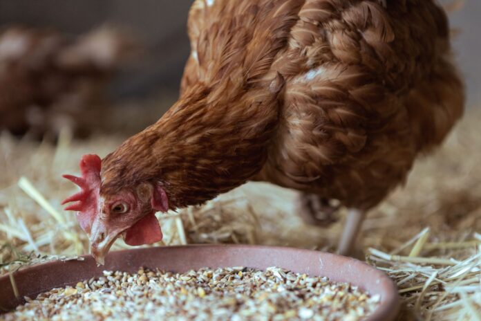 a hen in a chicken coop eating seeds