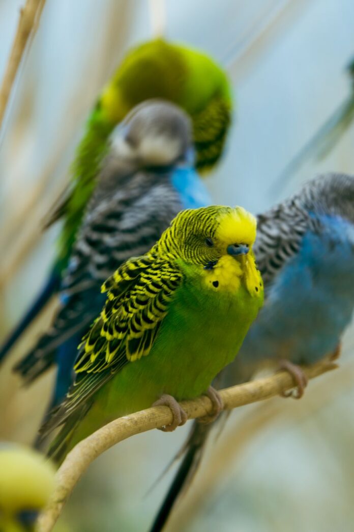 close up of colorful parrots