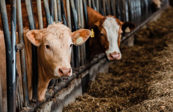 cows in a barn looking through feeding stalls