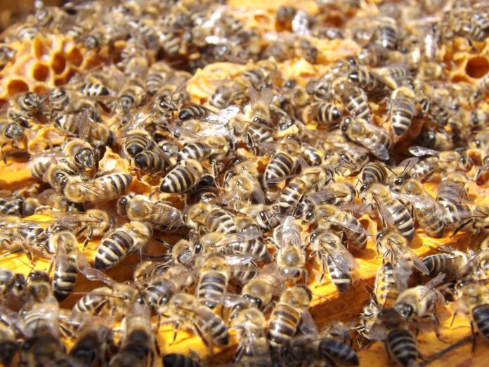 swarm of honey bee