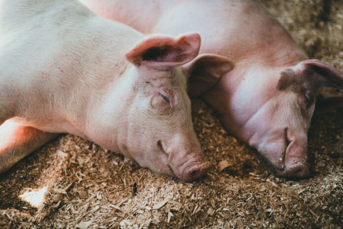 close up shot of pigs
