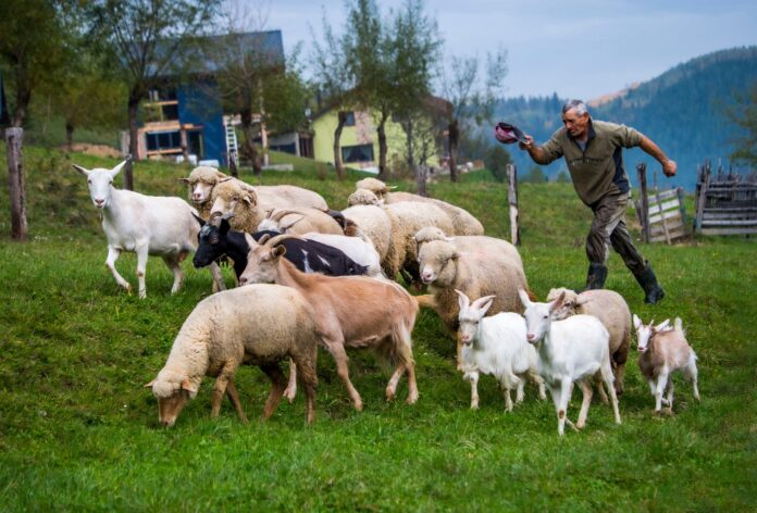 old herder running before a herd of livestocks