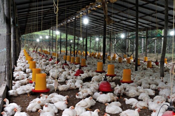 large chicken farm in ecuador feeding area