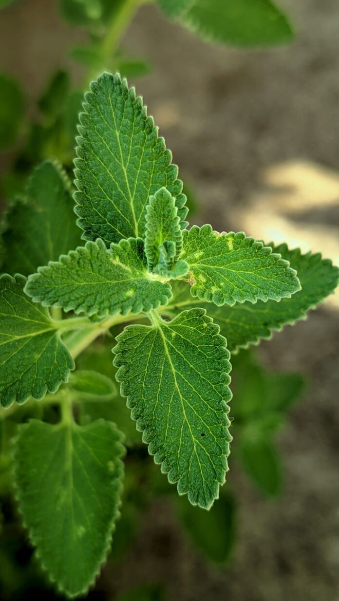 vibrant catnip plant with fresh green leaves