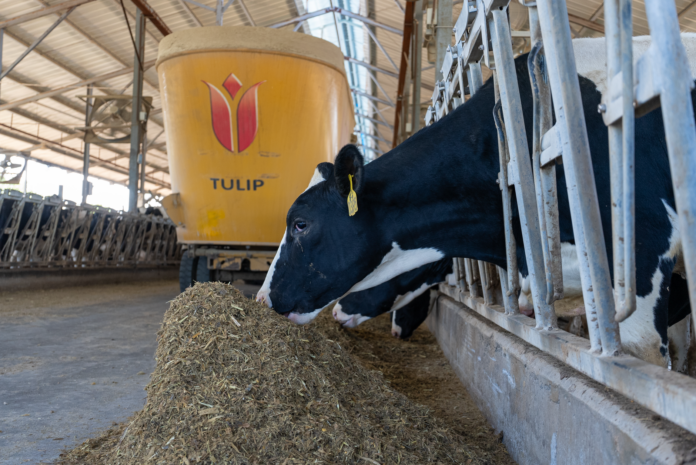 cows feeding in modern dairy farm barn